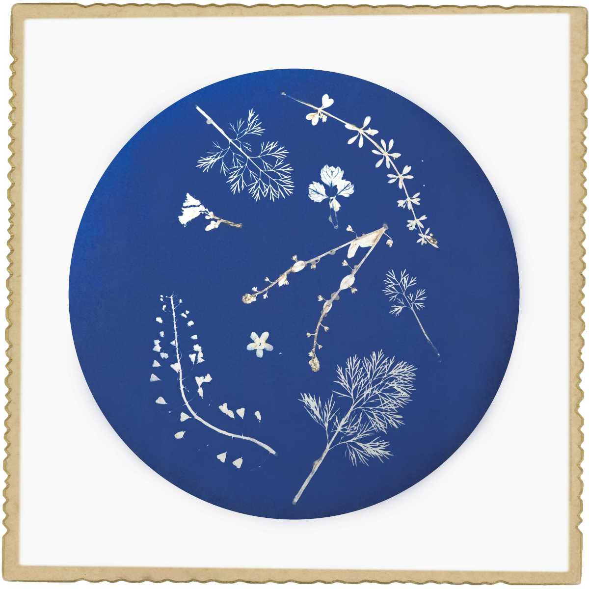 92.芫荽、六叶葎、荠菜.jpg