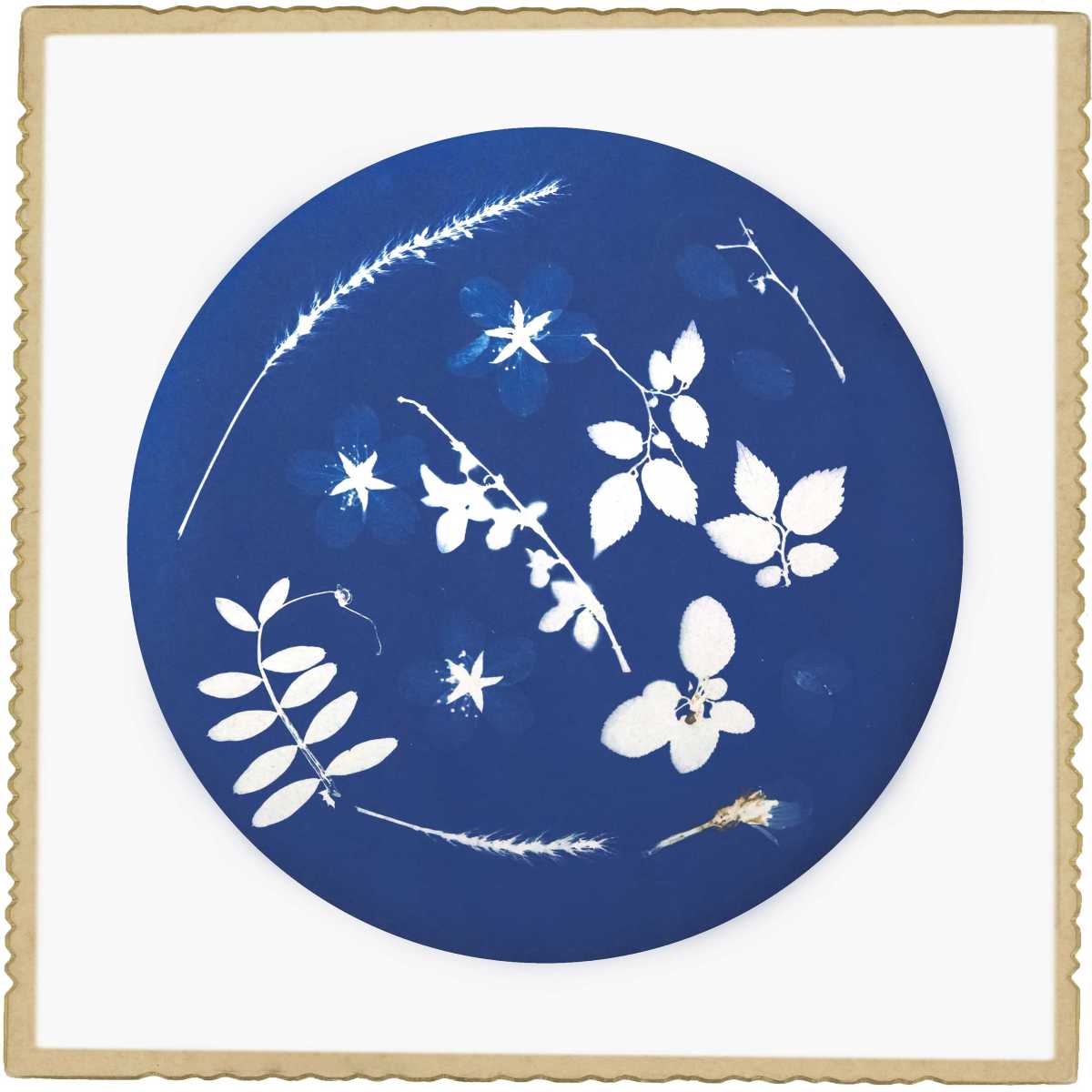 96.狗尾巴草、山桃、小巢菜.jpg