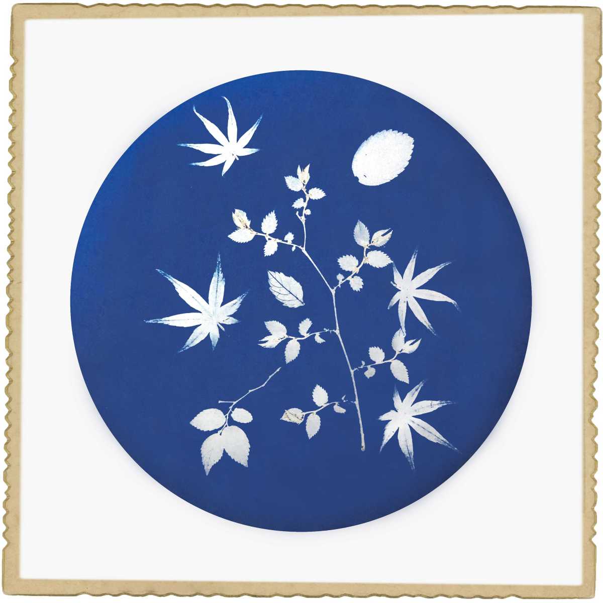 91.枫叶.jpg